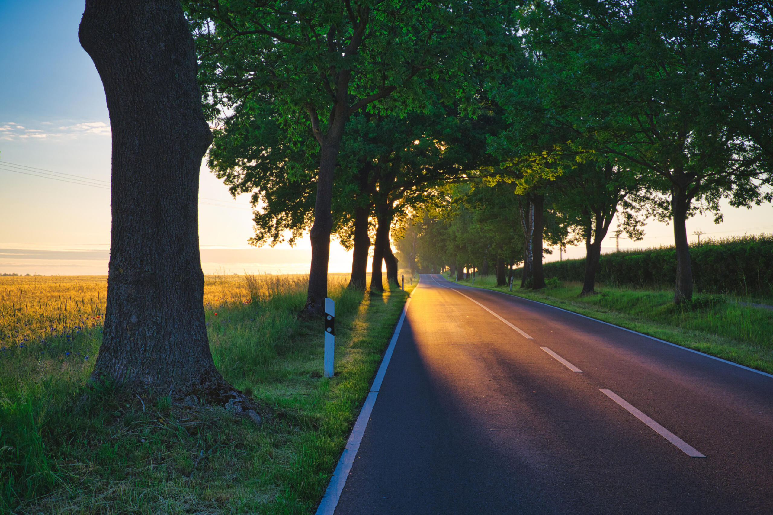 Soft morning light filtering through trees.